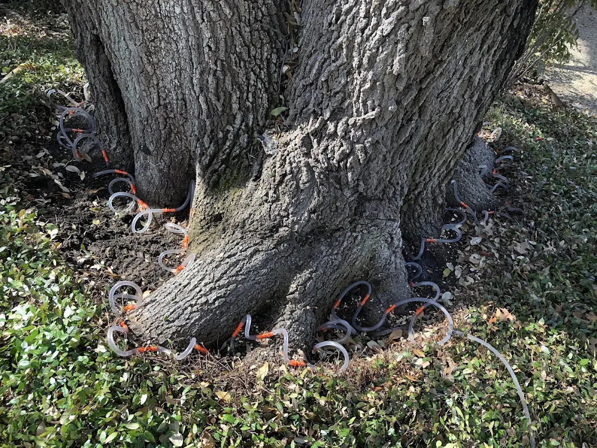 Detailed Tree Cabling and Bracing job site in East Meadow