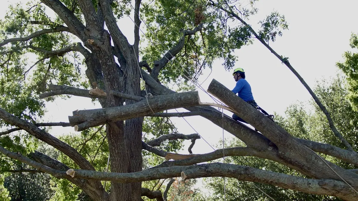 Professional Crown Thinning performed by certified arborists in East Meadow
