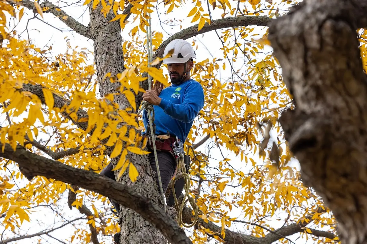 Skilled Tree Planting crew working in East Meadow